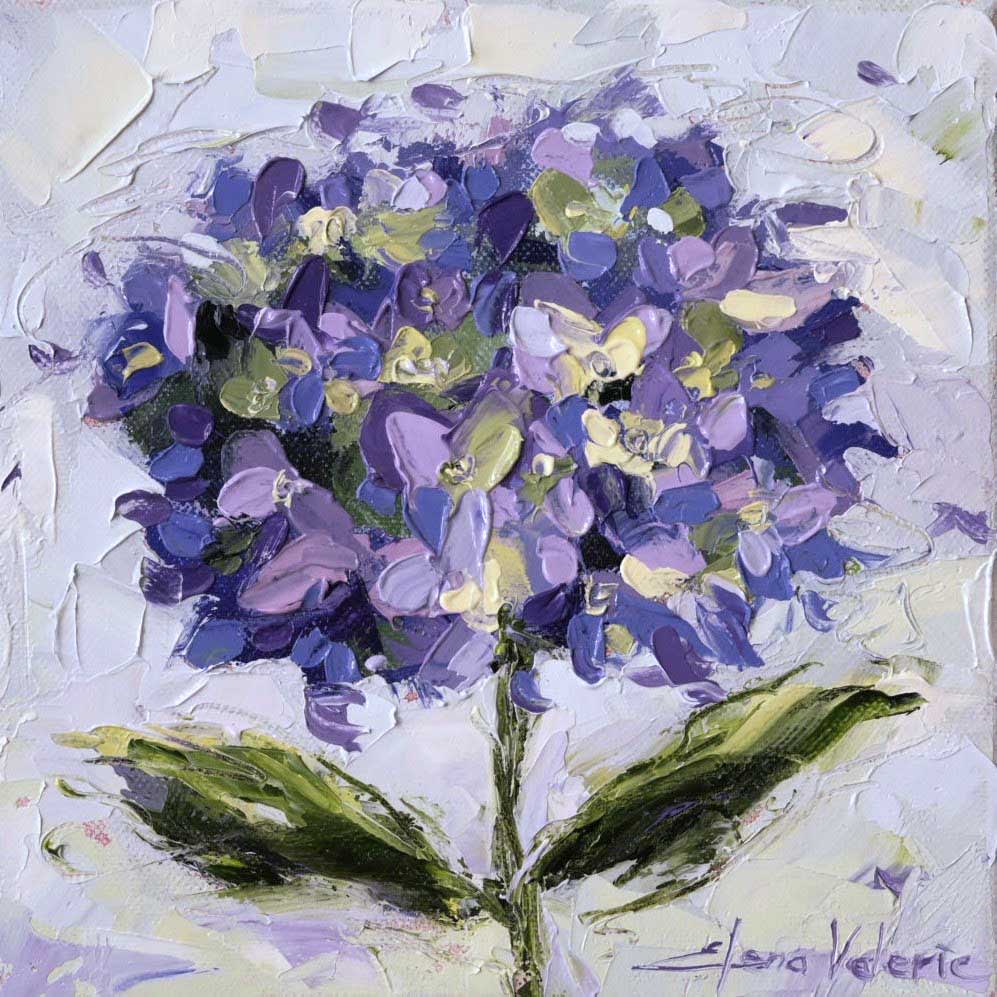 Hydrangea